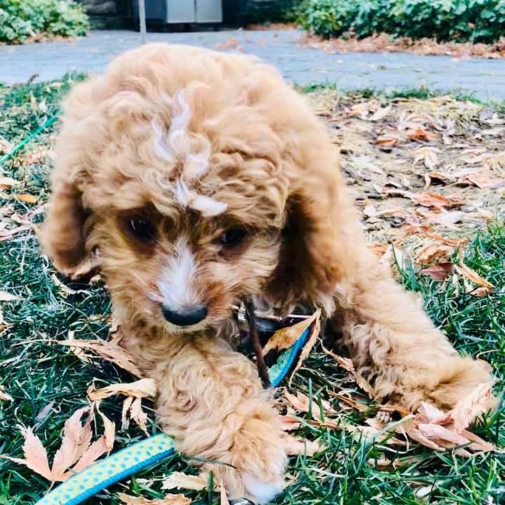 Meet your Posher, Dana